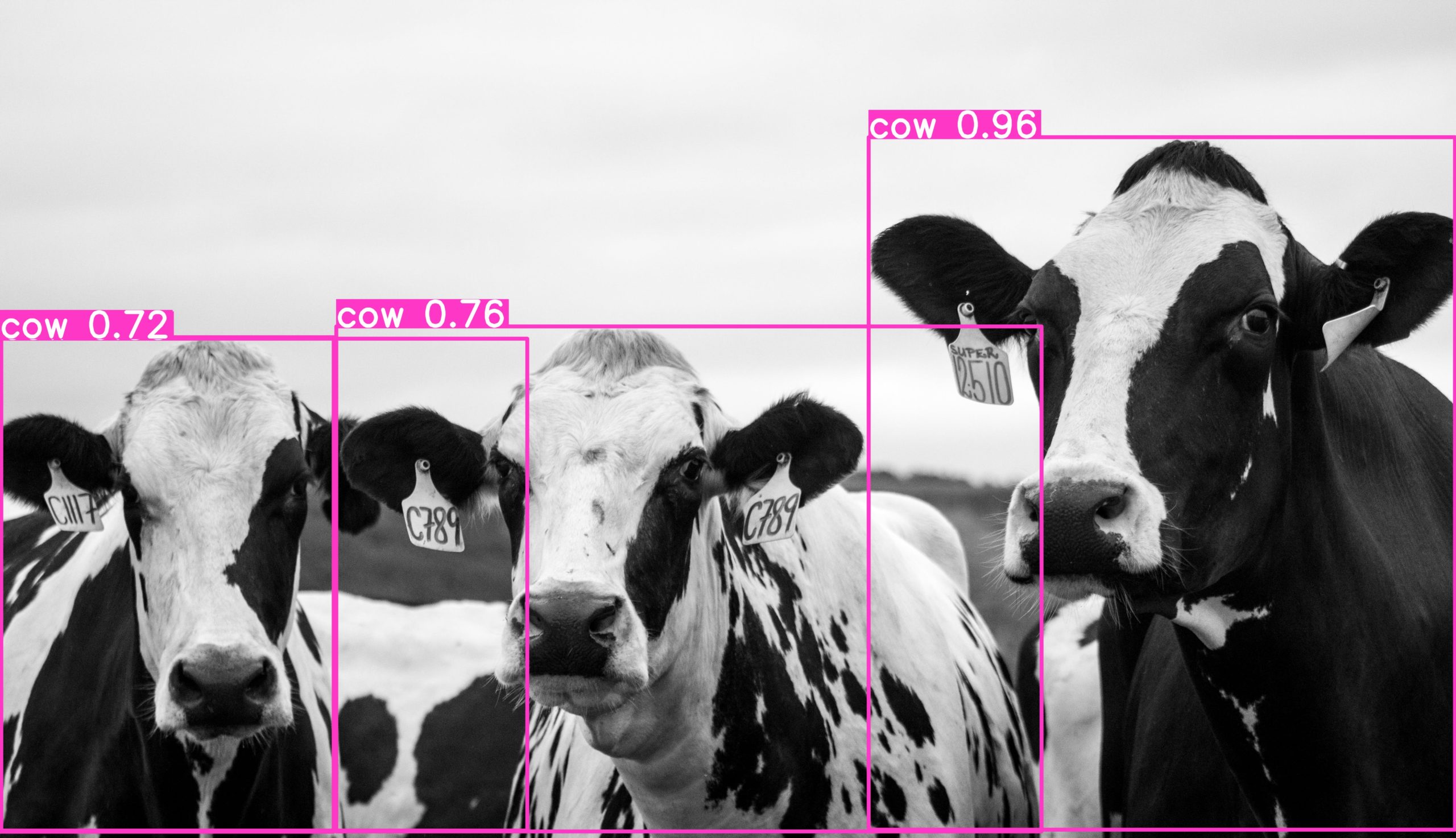 AI detection of cows in a farm field